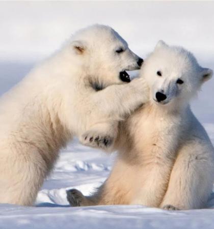 Adopta un oso polar