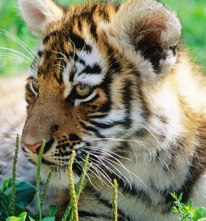 Adopta un tigre