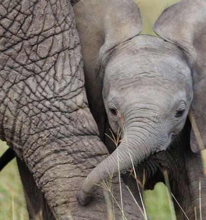 adopta un elefante