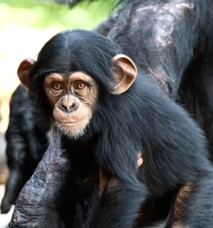 Chimpancé