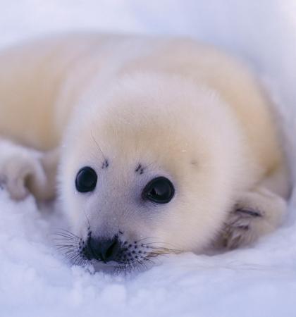 adopta una foca