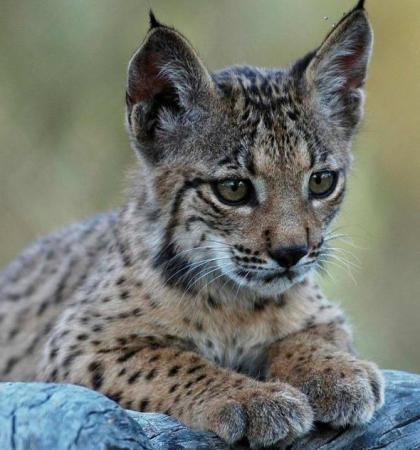 Adopta lince ibérico