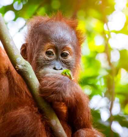 orangutan bebé