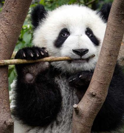 Adopta un panda