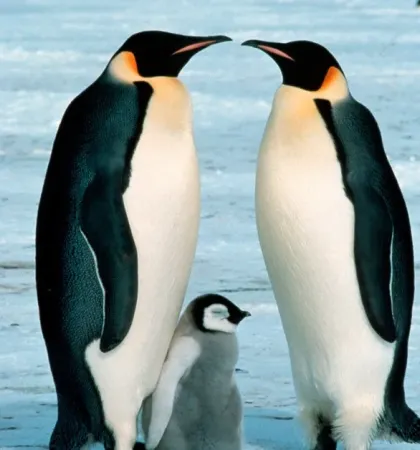 Pingüino emperador