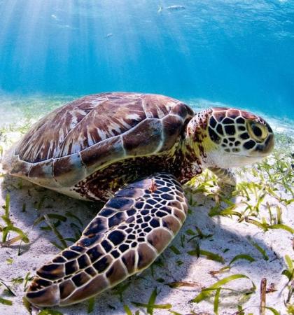 adopta tortuga marina