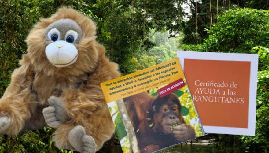 Adopta orangutan