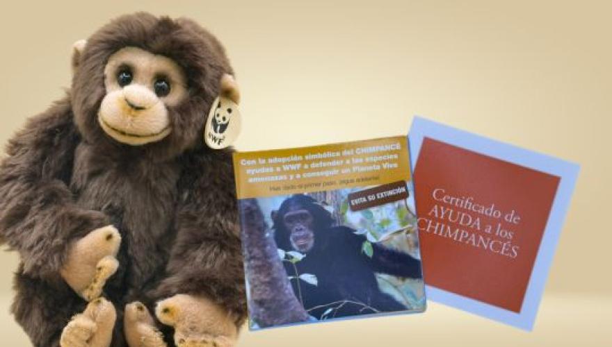 Adopcion simbólica chimpance