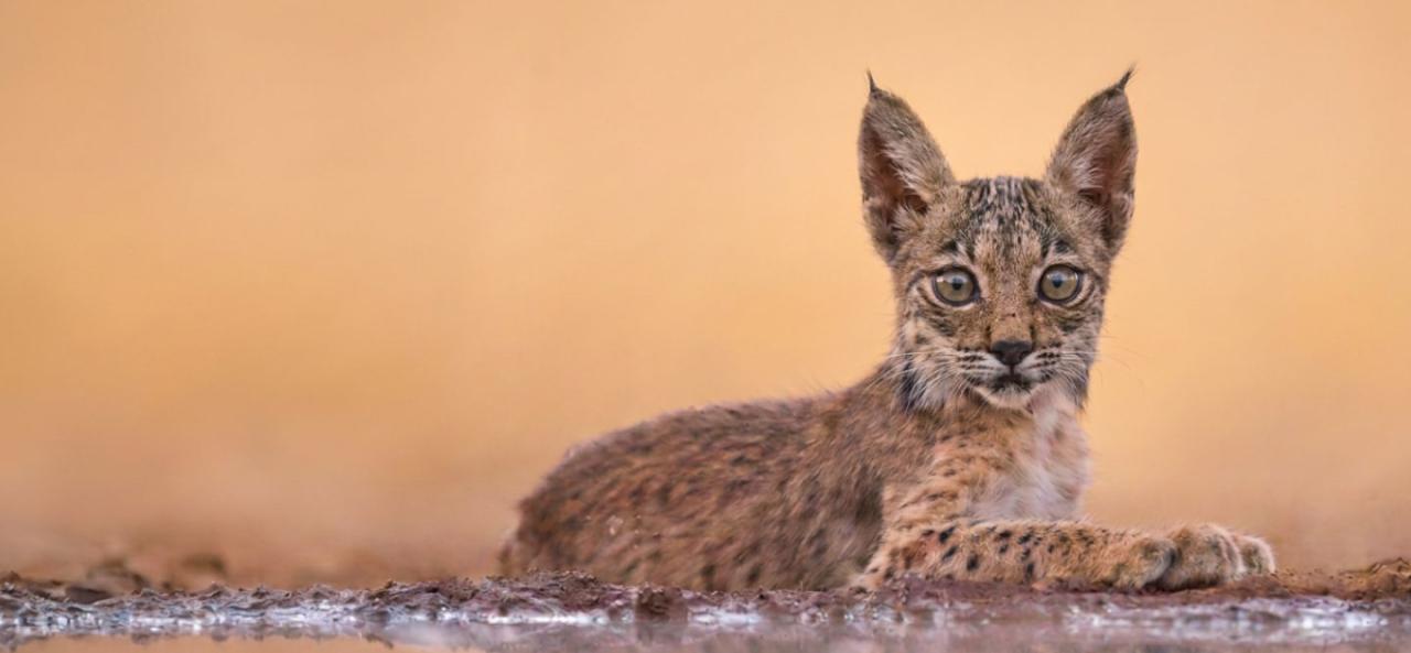 Adopta especie WWF
