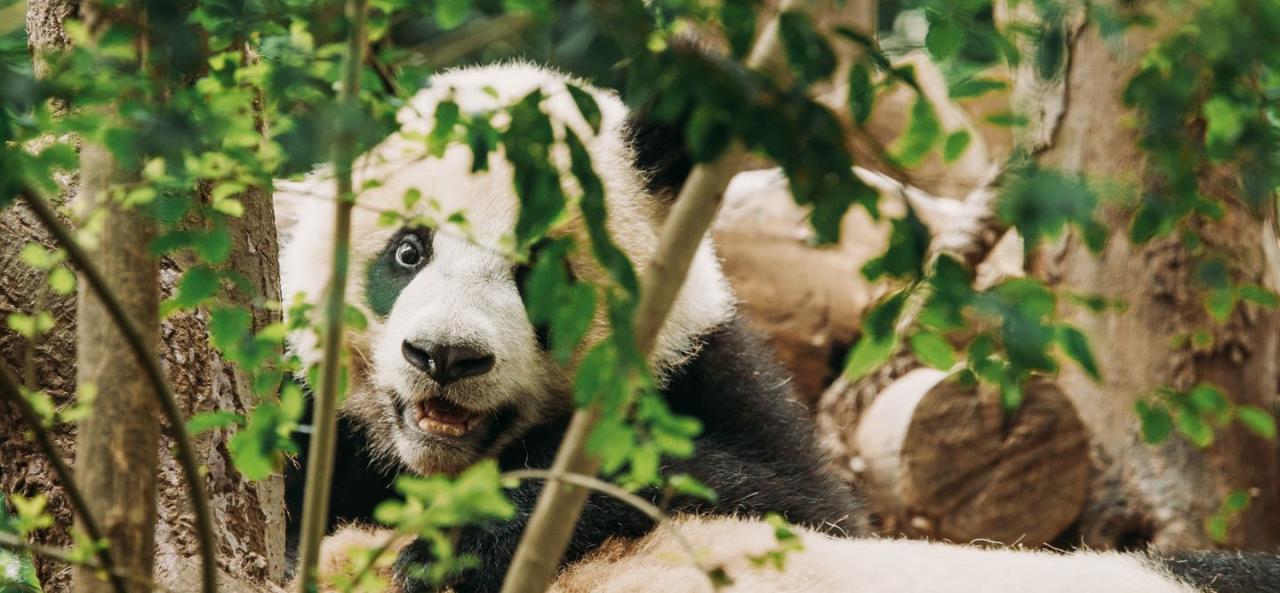 Productos de panda