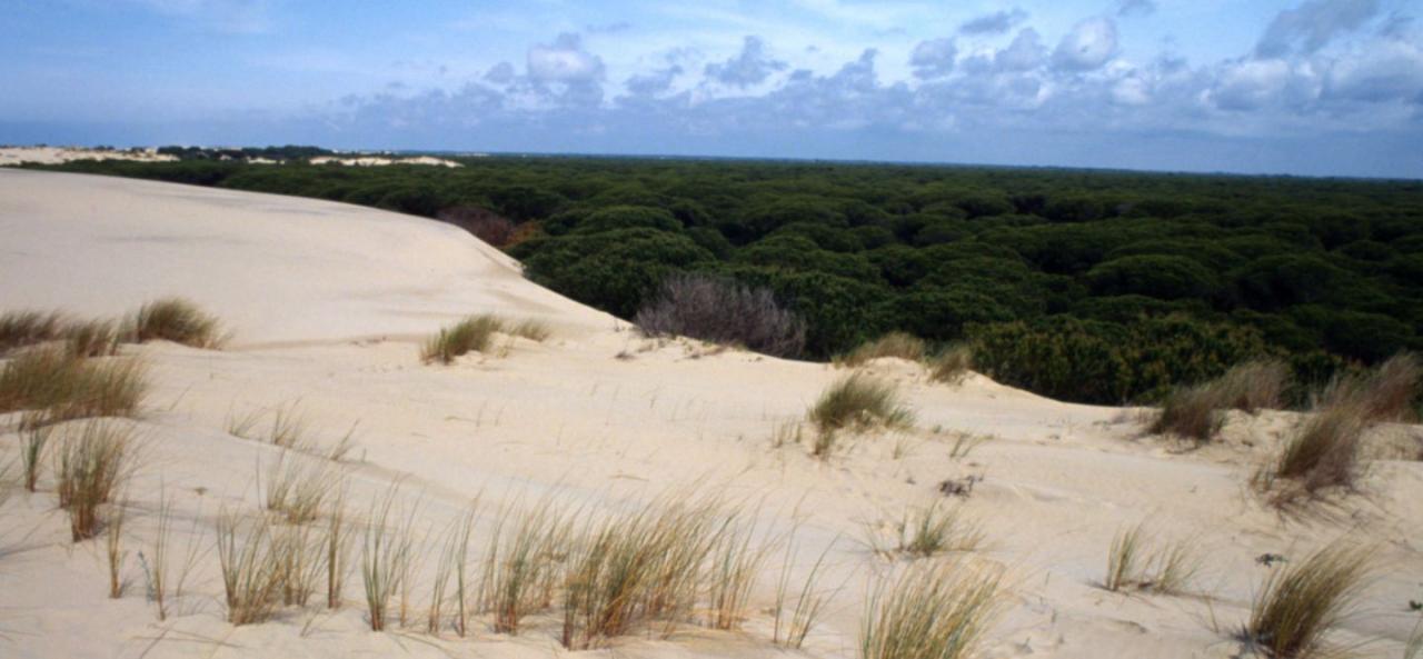 Doñana