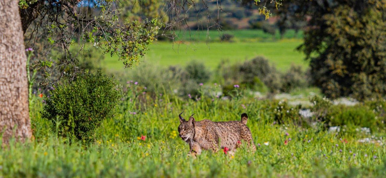 Lince, fauna ibérica
