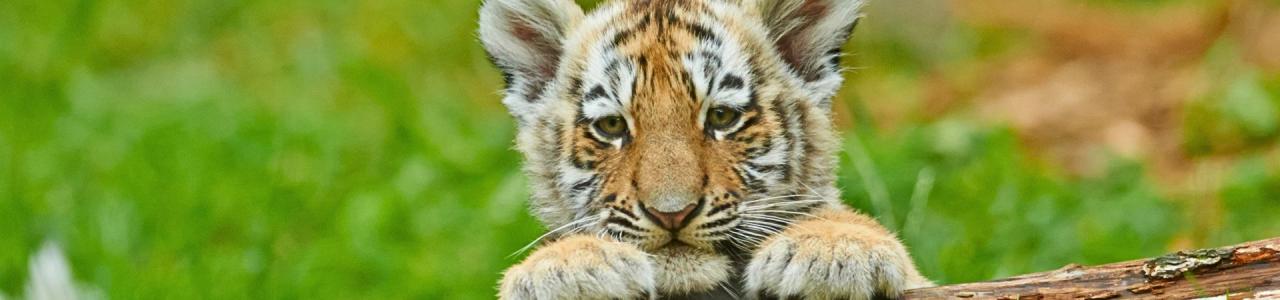 adopta banner