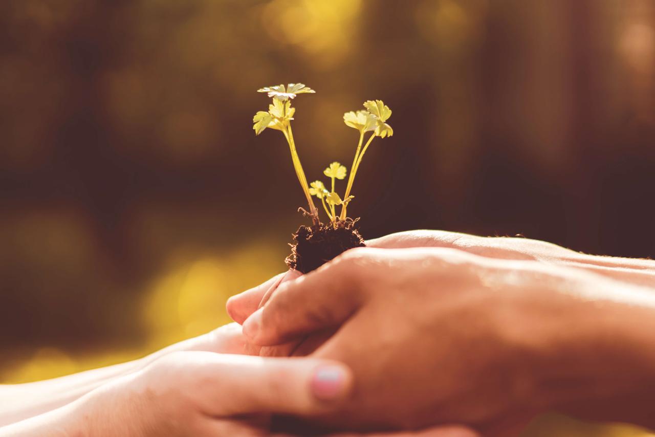 Regalos para la naturaleza