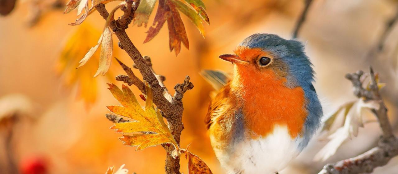 Comederos y alimento aves silvestres