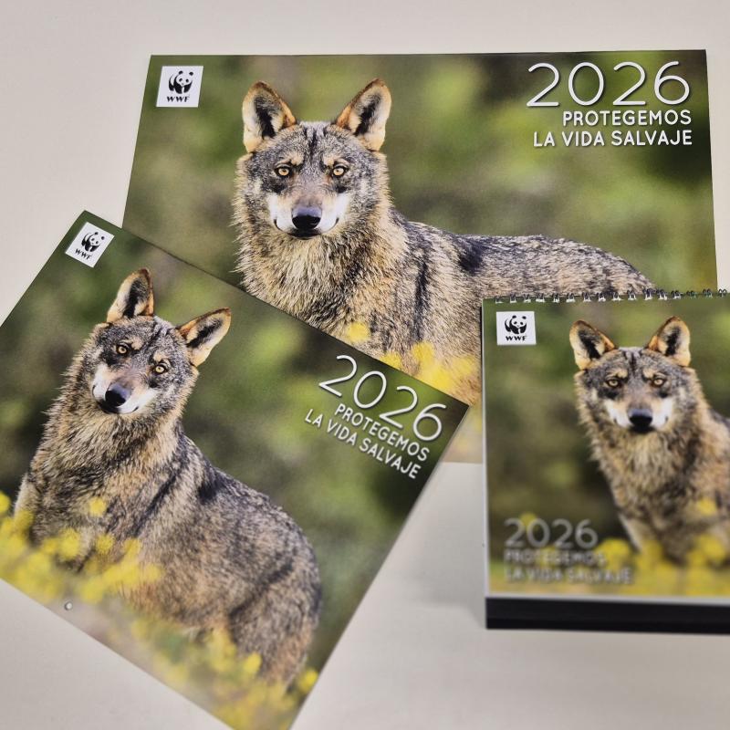 pack calendarios wwf